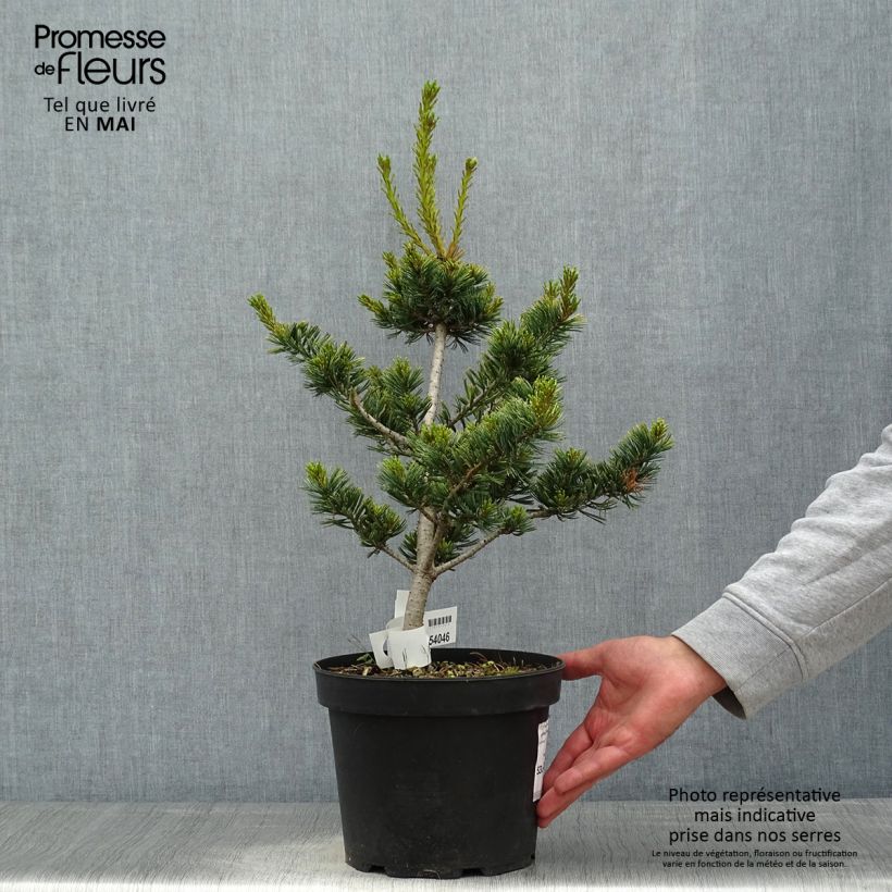 Pino blanco japonés Fukai - Pinus parviflora Maceta 4L/5L Ejemplar entregado en la primavera