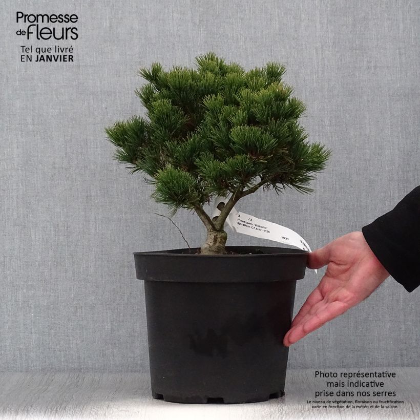 Pino blanco japonés Kokuho - Pinus parviflora Maceta 7,5L/10L Ejemplar entregado en invierno