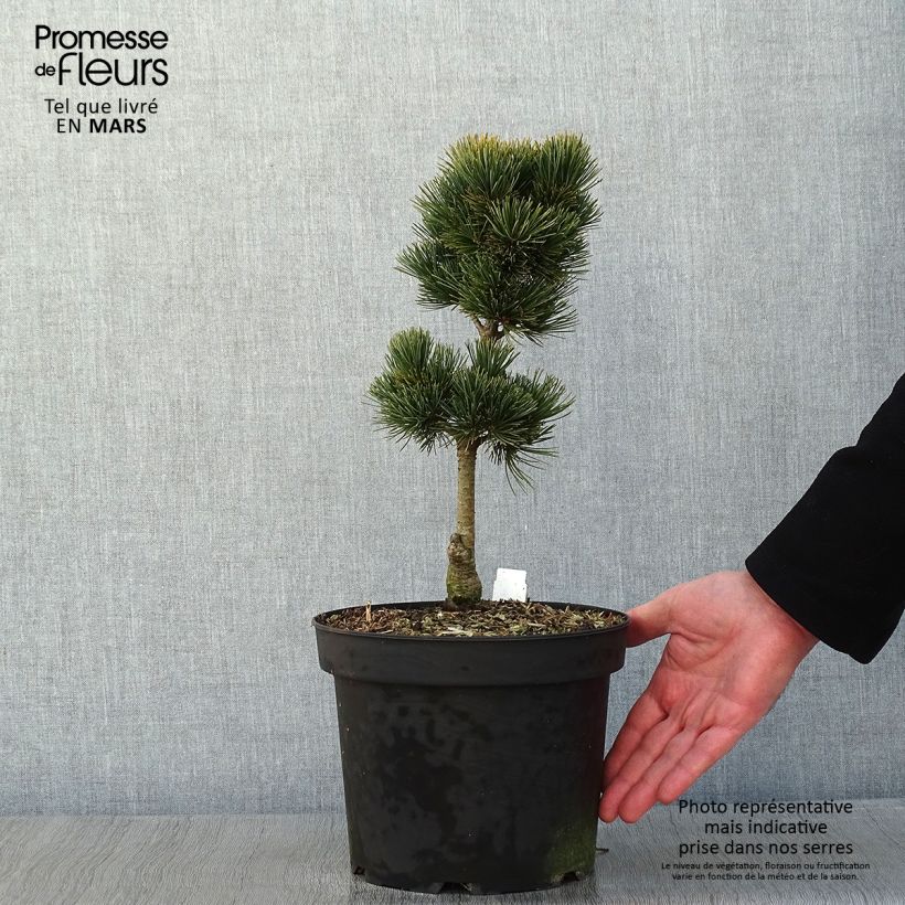 Pinus cembra Compacta Glauca Maceta 4L/5L Ejemplar entregado en invierno