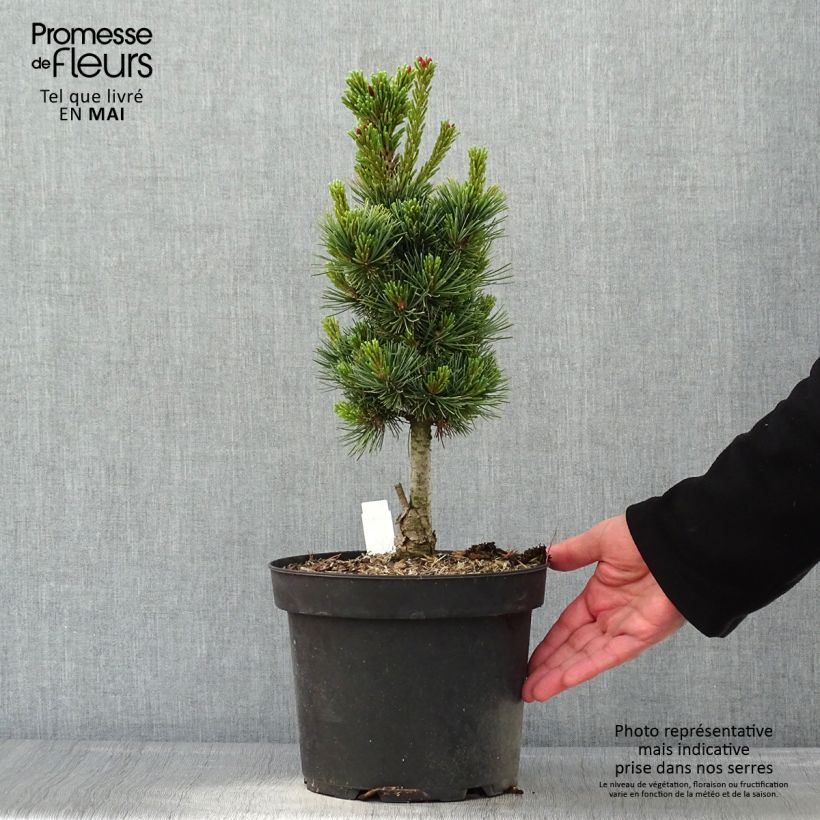 Pinus cembra Compacta Glauca Maceta 4L/5L Ejemplar entregado en la primavera