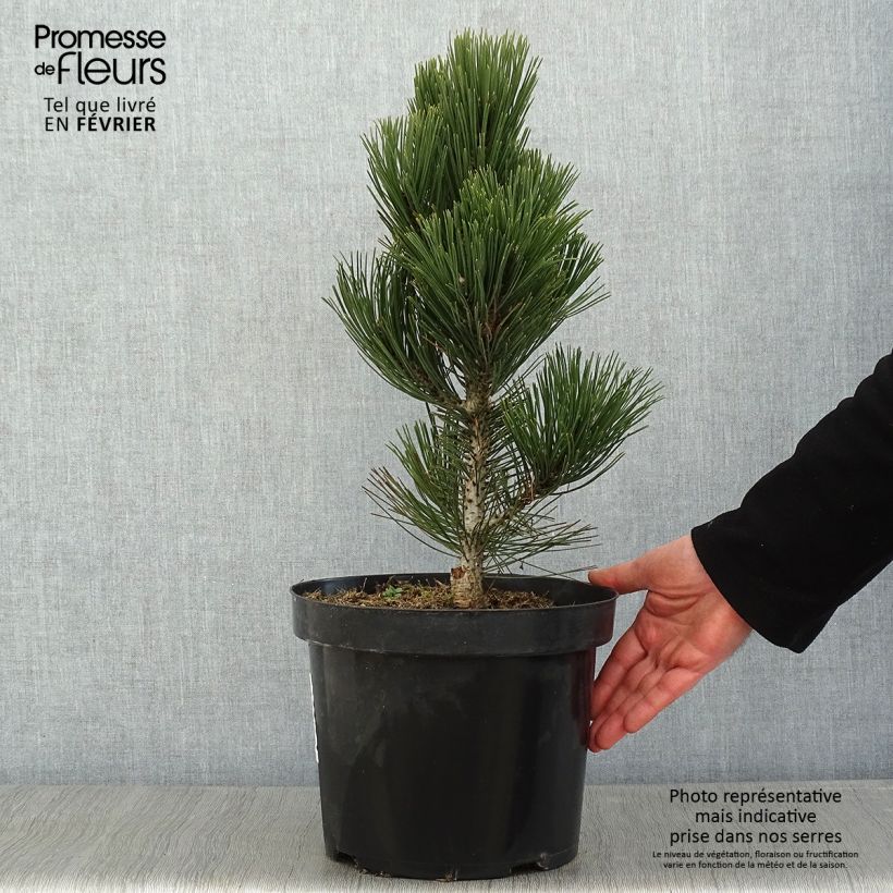 Pinus heldreichii Malinkii - Pino de los Balcanes Maceta 7,5L/10L Ejemplar entregado en invierno