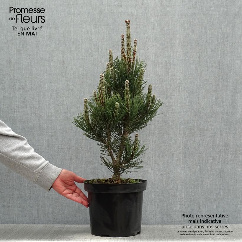 Pinus heldreichii Malinkii - Pino de los Balcanes Maceta 7,5L/10L Ejemplar entregado en la primavera