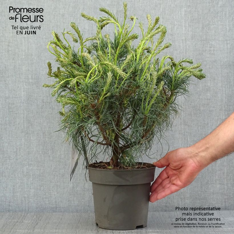 Ejemplar de Pino de Weymouth Green Twist - Pinus strobus Maceta 2L/3L entregado en verano