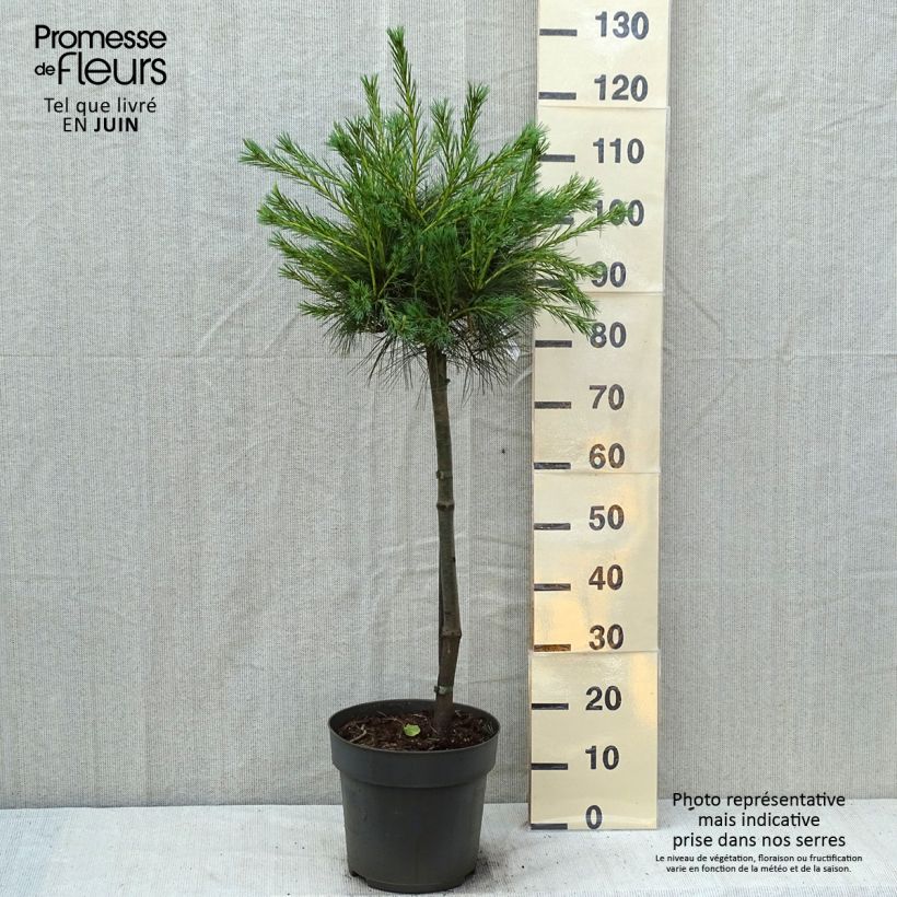 Ejemplar de Pino de Weymouth Mary Butler - Pinus strobus Maceta 7,5L/10L, Tallo entregado en verano
