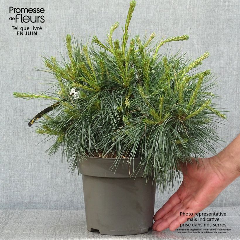 Ejemplar de Pino de Weymouth Niagara Falls - Pinus strobus Maceta 3L/4L entregado en verano