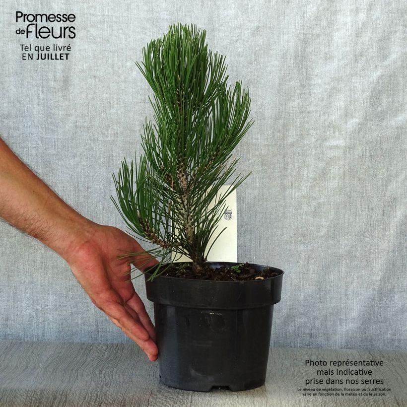 Ejemplar de Pinus heldreichii Compact Gem - Pino de los Balcanes Maceta 2L/3L entregado en verano
