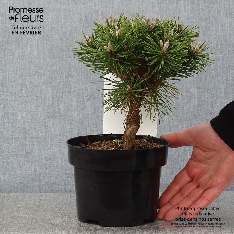 Pino negro Benjamin - Pinus mugo Maceta 2L/3L Ejemplar entregado en invierno