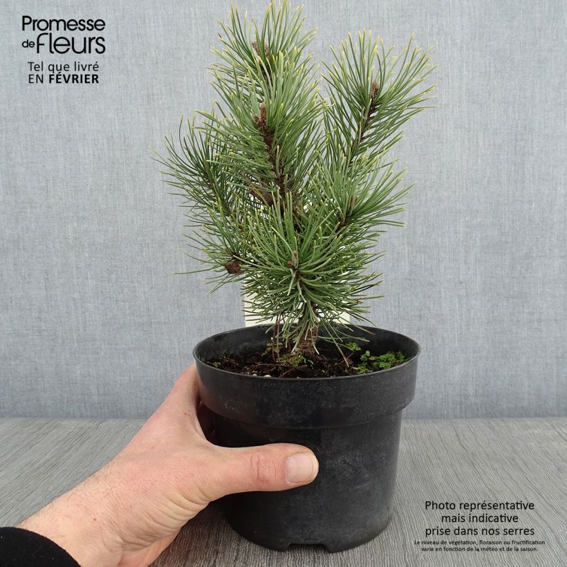 Pino negro Carstens Wintergold - Pinus mugo Maceta 2L/3L Ejemplar entregado en invierno
