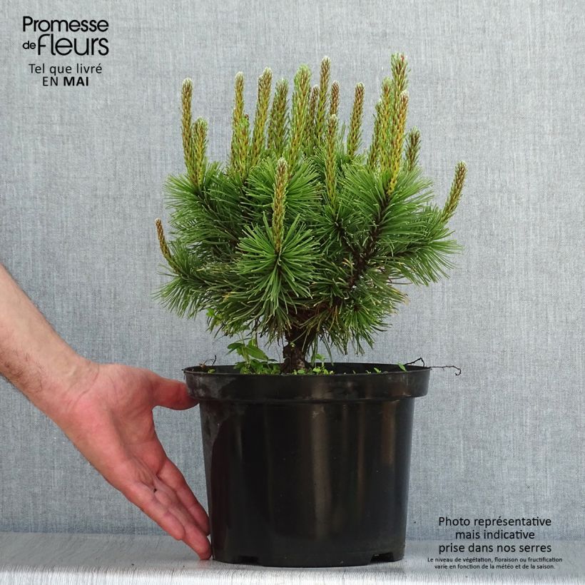 Pino negro Carstens Wintergold - Pinus mugo Maceta 4L/5L Ejemplar entregado en la primavera