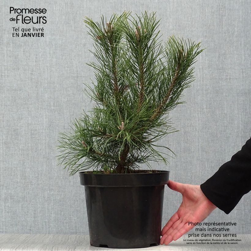 Pino negro Gnom - Pinus mugo Maceta 7,5L/10L Ejemplar entregado en invierno