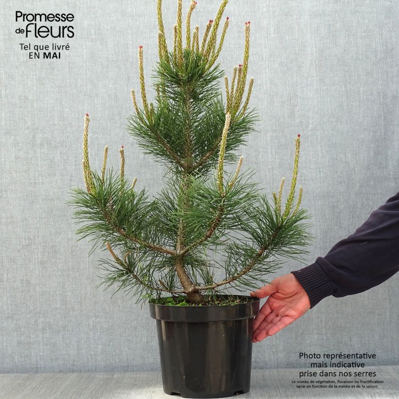 Pino negro Gnom - Pinus mugo Maceta 7,5L/10L Ejemplar entregado en la primavera