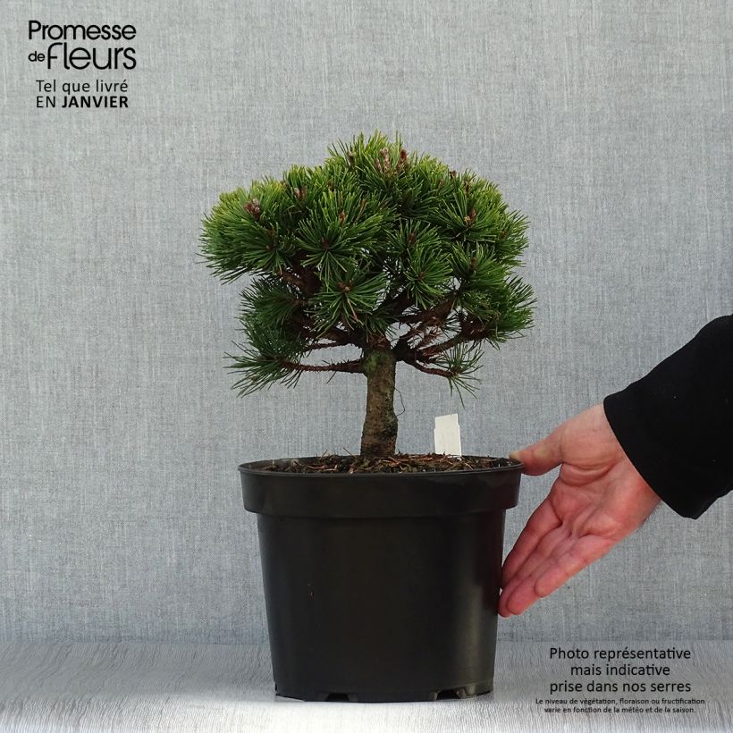 Pino negro Lilliput - Pinus mugo Maceta 4L/5L Ejemplar entregado en invierno