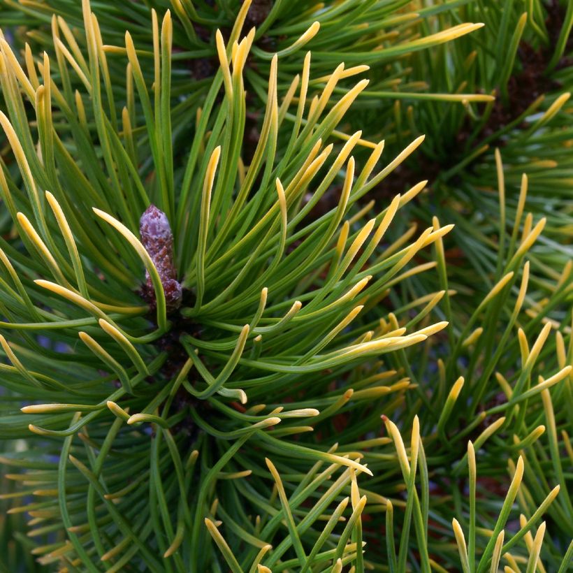 Pino negro Mops Gold - Pinus mugo (Follaje)