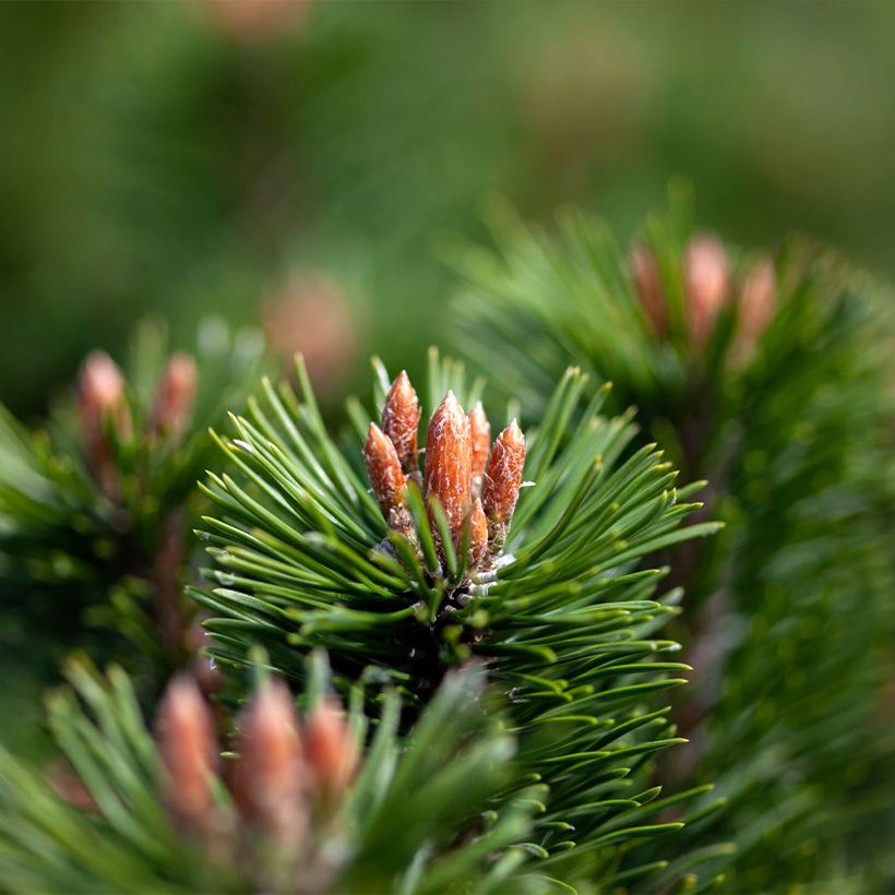 Pino negro Mumpitz - Pinus mugo (Follaje)