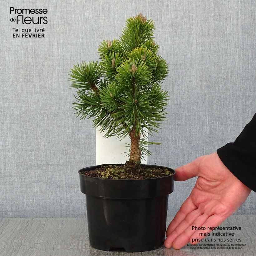 Pino negro Mumpitz - Pinus mugo Maceta 2L/3L Ejemplar entregado en invierno