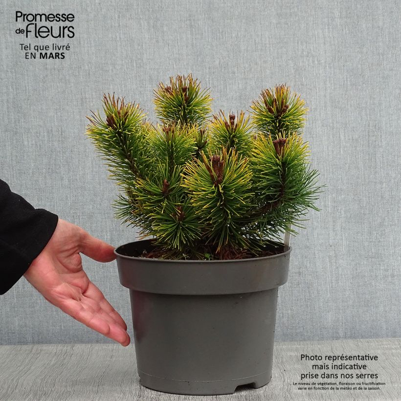 Pino negro Ophir - Pinus mugo Maceta 2L/3L Ejemplar entregado en invierno