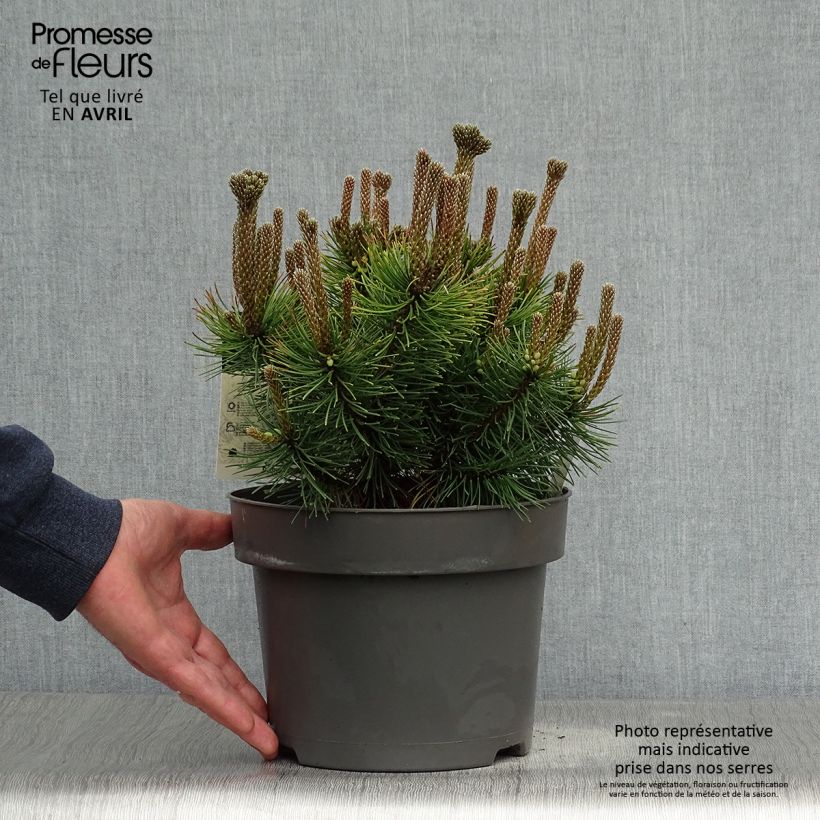 Pino negro Ophir - Pinus mugo Maceta 2L/3L Ejemplar entregado en la primavera