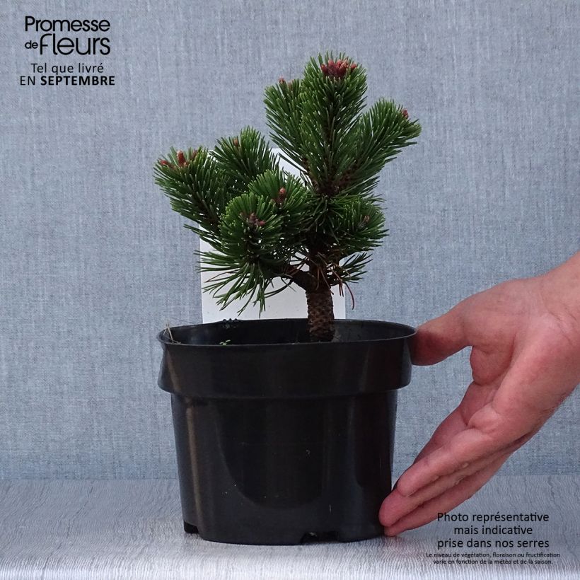 Ejemplar de Pino negro Sherwood Compact - Pinus mugo Maceta 2L/3L entregado en otoño