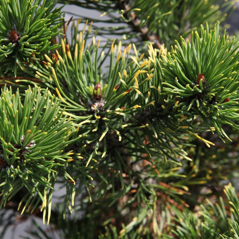 Pino negro Carstens Wintergold - Pinus mugo (Follaje)