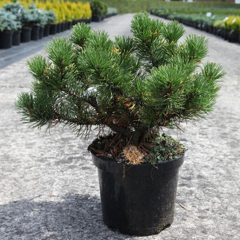 Pino negro Carstens Wintergold - Pinus mugo (Porte)