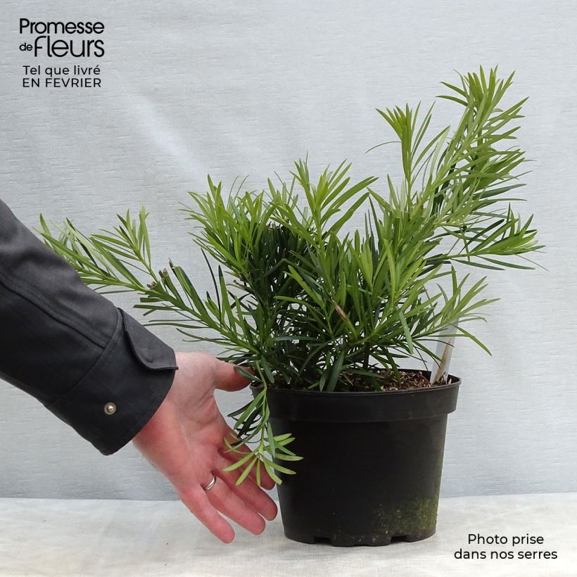 Podocarpus macrophyllus - Mañíos Maceta 2L/3L Ejemplar entregado en invierno