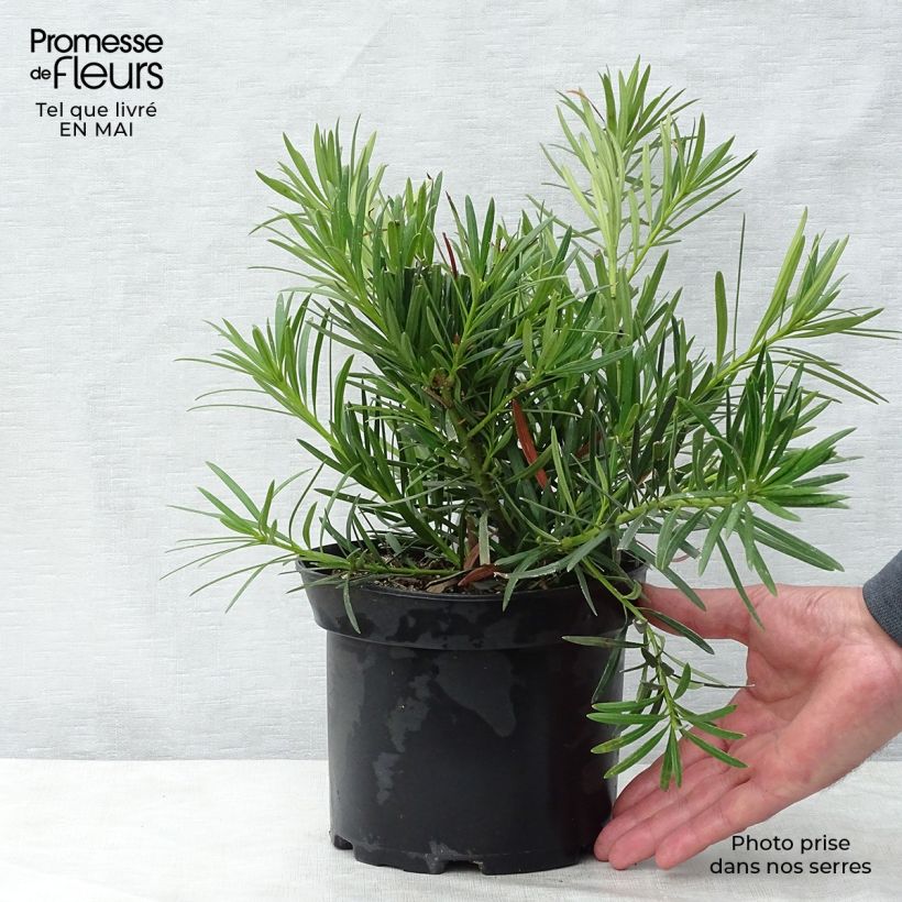 Podocarpus macrophyllus - Mañíos Maceta 2L/3L Ejemplar entregado en la primavera