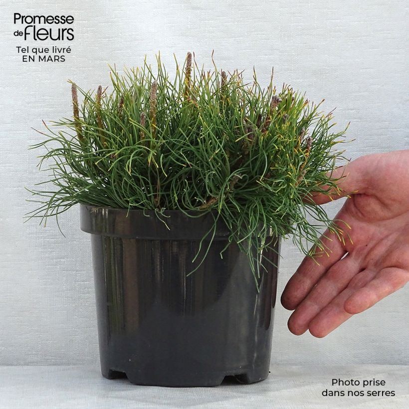 Pino negro mughus - Pinus mugo Maceta 4L/5L Ejemplar entregado en la primavera