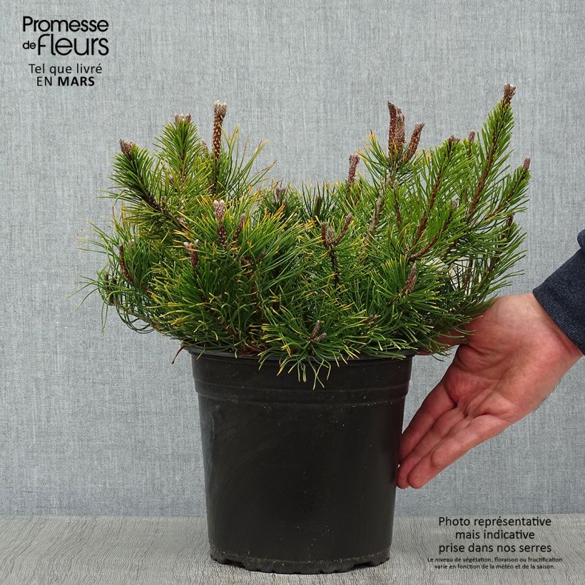 Pino negro mughus - Pinus mugo Maceta 4L/5L Ejemplar entregado en invierno