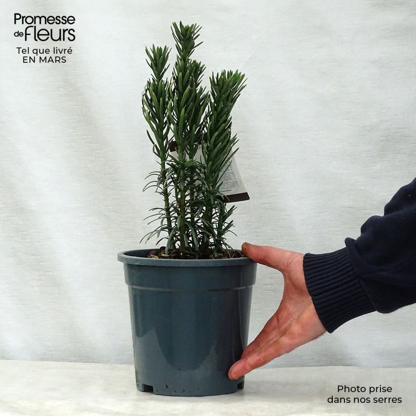 Cephalotaxus harringtonia Fastigiata - Cefalotejo Maceta 2L/3L Ejemplar entregado en la primavera