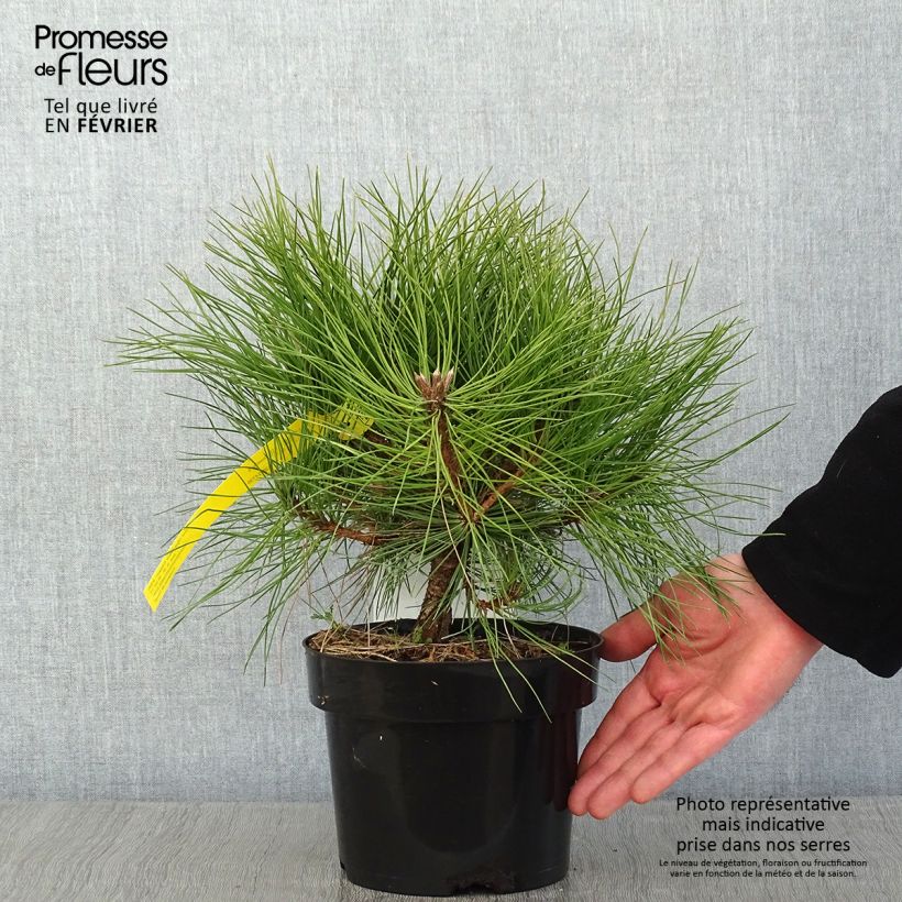 Pino laricio Marie Brégeon - Pinus nigra Maceta 2L/3L Ejemplar entregado en invierno