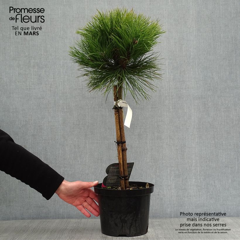 Pino laricio Marie Brégeon - Pinus nigra Maceta 4L/5L Ejemplar entregado en invierno