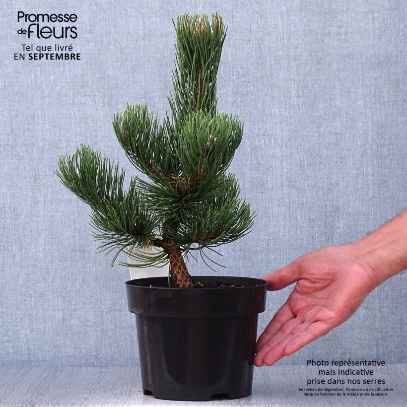 Ejemplar de Pino laricio Oregon Green - Pinus nigra Maceta 2L/3L entregado en otoño
