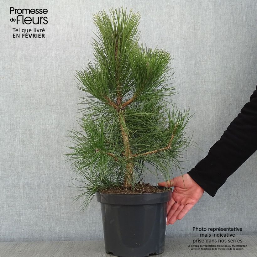 Pino laricio nigra - Pinus nigra Maceta 7,5L/10L Ejemplar entregado en invierno