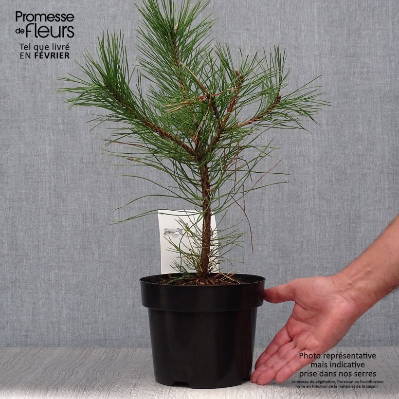 Ejemplar de Pino laricio nigra - Pinus nigra Maceta 2L/3L entregado en otoño