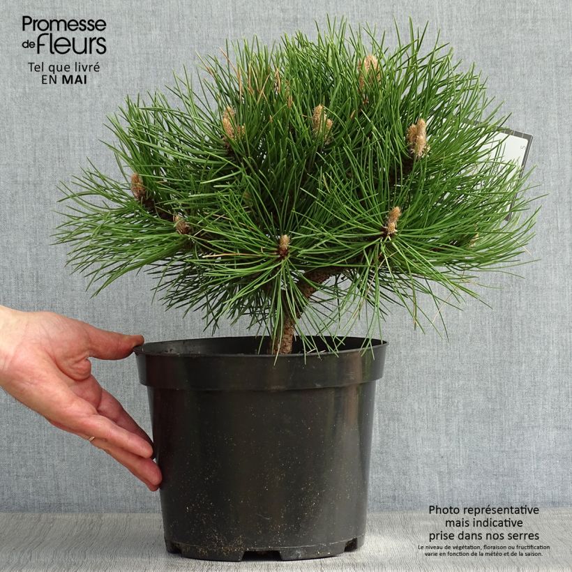 Pino laricio Nana - Pinus nigra Maceta 7,5L/10L Ejemplar entregado en la primavera