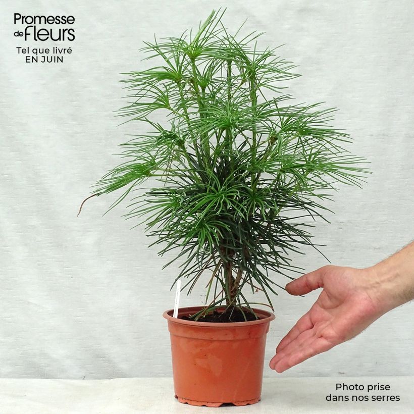 Ejemplar de Sciadopitys verticillata - Pino sombrilla de Japón Maceta 2L/3L entregado en verano