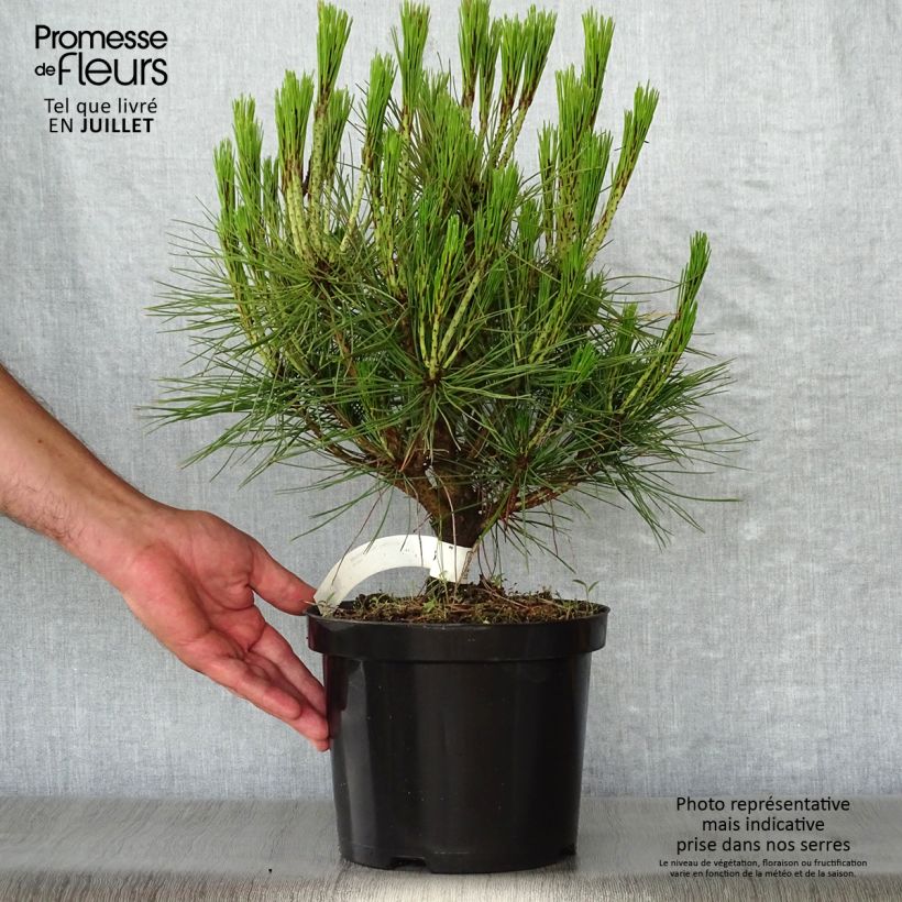 Ejemplar de Pino rojo japonés Alice Verkade - Pinus densiflora Maceta 4L/5L entregado en verano
