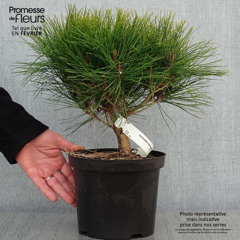 Pino rojo japonés Alice Verkade - Pinus densiflora Maceta 4L/5L Ejemplar entregado en invierno