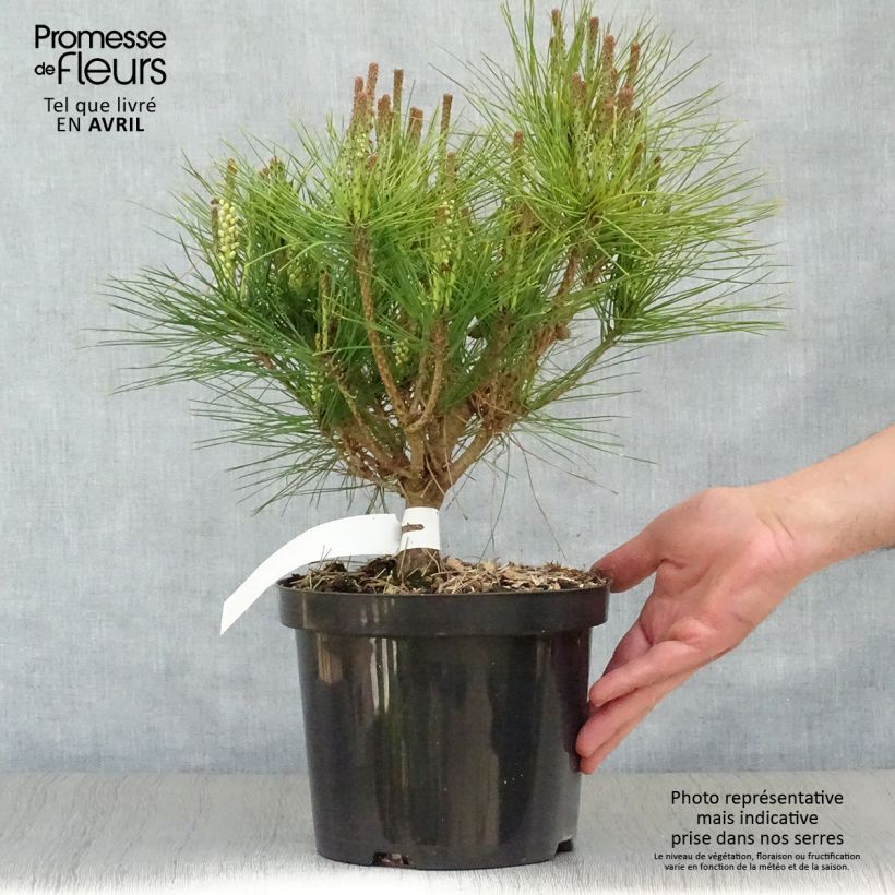 Pino rojo japonés Alice Verkade - Pinus densiflora Maceta 4L/5L Ejemplar entregado en la primavera