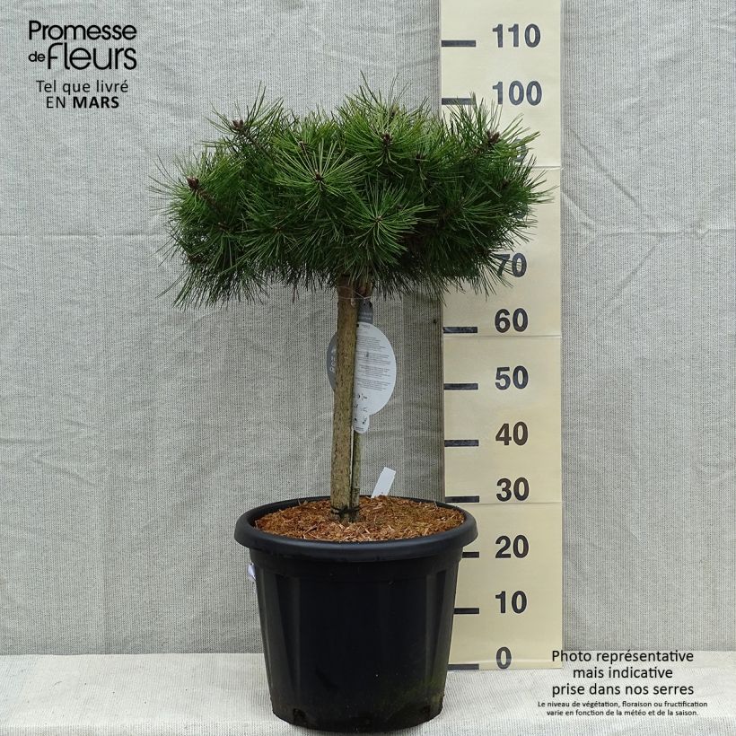 Pino rojo japonés Low Glow - Pinus densiflora Maceta 7,5L/10L Ejemplar entregado en invierno