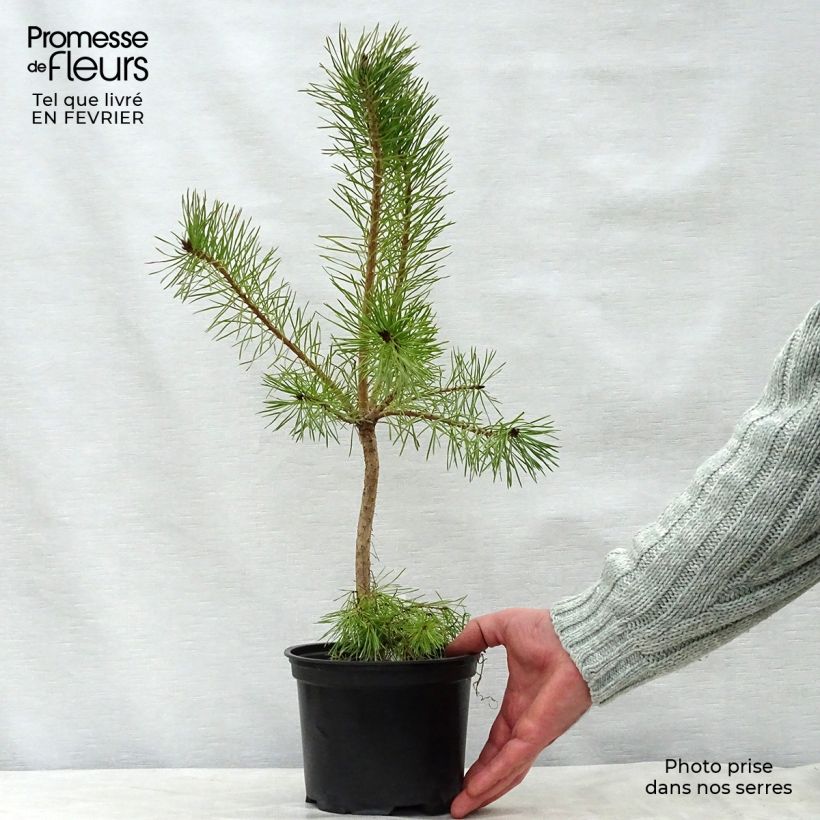 Pino silvestre - Pinus sylvestris Maceta 2L/3L Ejemplar entregado en invierno