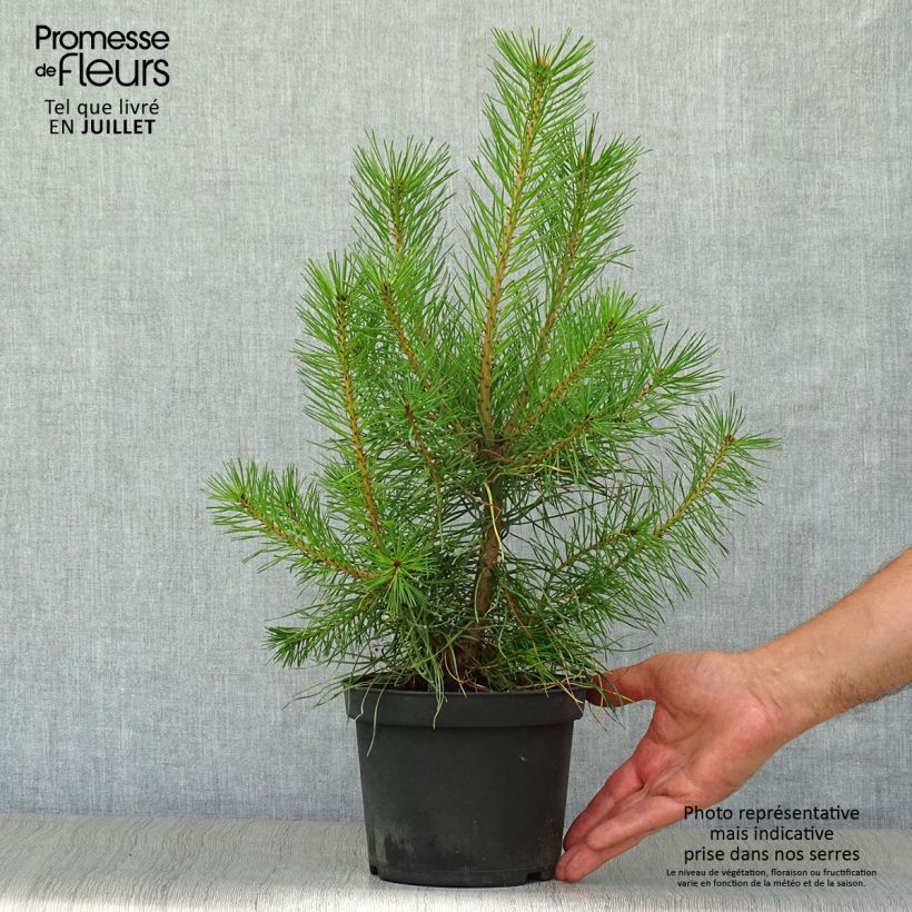 Ejemplar de Pino silvestre - Pinus sylvestris Maceta 2L/3L entregado en verano