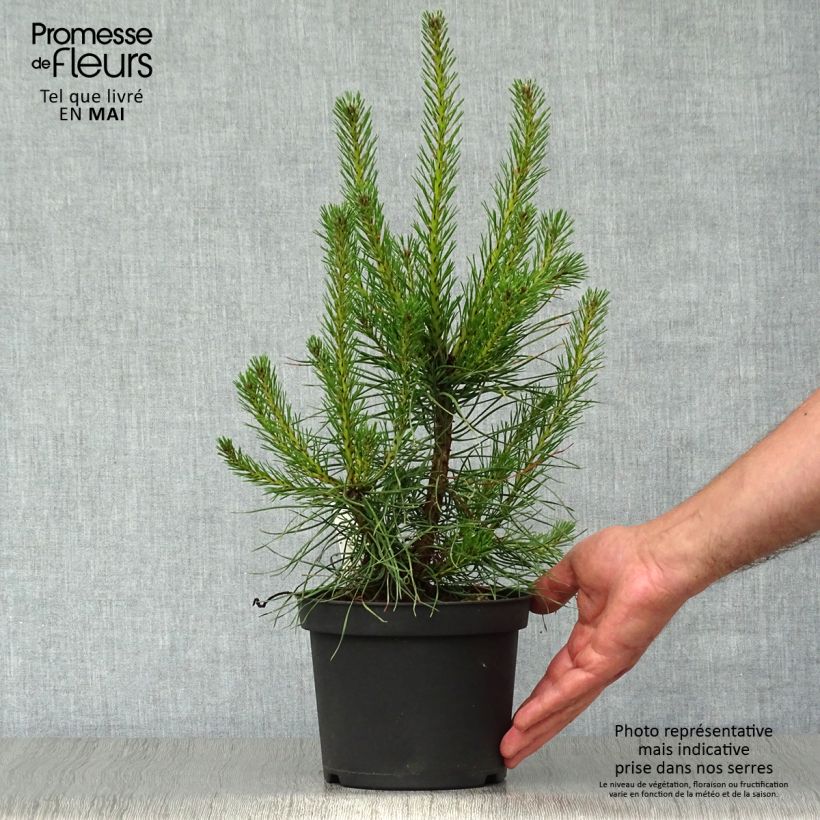 Pino silvestre - Pinus sylvestris Maceta 2L/3L Ejemplar entregado en la primavera