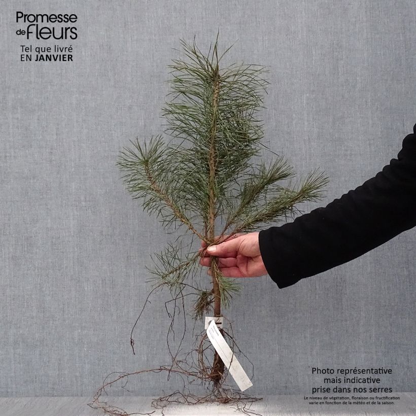 Pino silvestre - Pinus sylvestris Raíces desnudas Ejemplar entregado en invierno