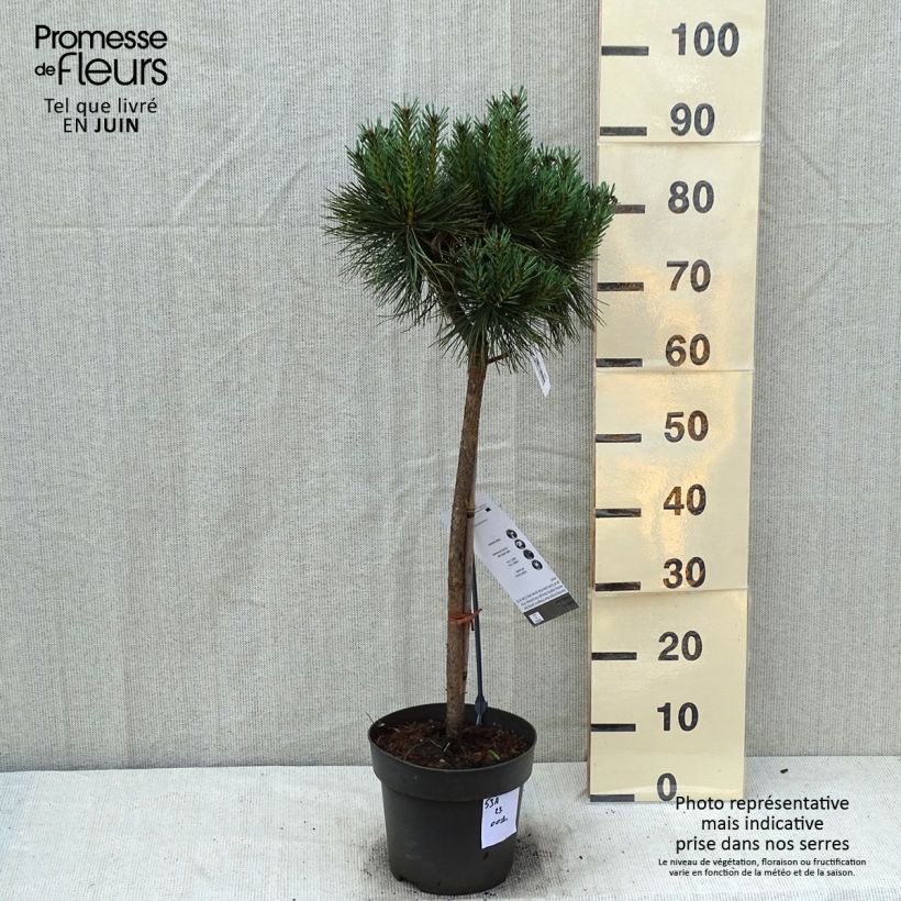 Ejemplar de Pino silvestre Chantry Blue - Pinus sylvestris Pieza, Tallo entregado en verano