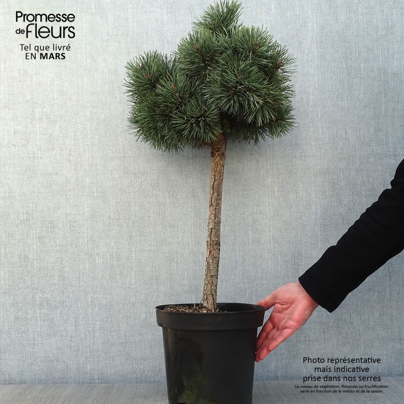 Pino silvestre Doone Valley - Pinus sylvestris Maceta 7,5L/10L Ejemplar entregado en invierno
