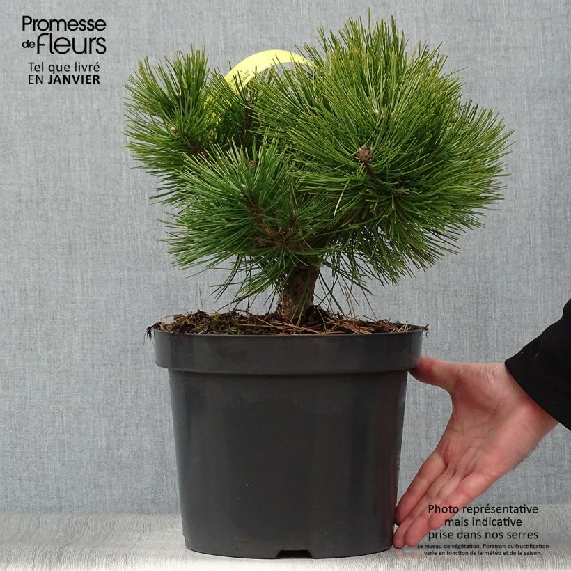 Pino rojo japonés Jane Kluis - Pinus densiflora Maceta 7,5L/10L Ejemplar entregado en invierno