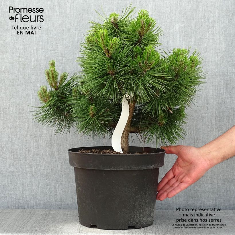 Pino rojo japonés Jane Kluis - Pinus densiflora Maceta 7,5L/10L Ejemplar entregado en la primavera
