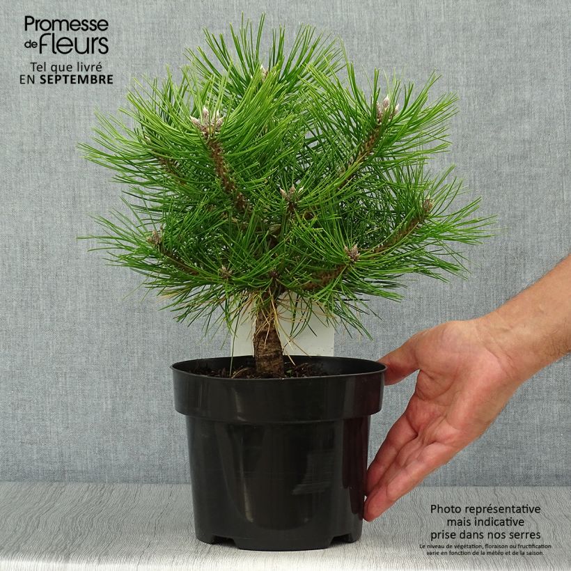 Ejemplar de Pino rojo japonés Jane Kluis - Pinus densiflora Maceta 2L/3L entregado en otoño