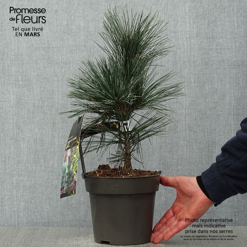 Pinus flexilis Vanderwolfs Pyramid Maceta 2L/3L Ejemplar entregado en la primavera